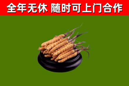 鼎城回收散虫草